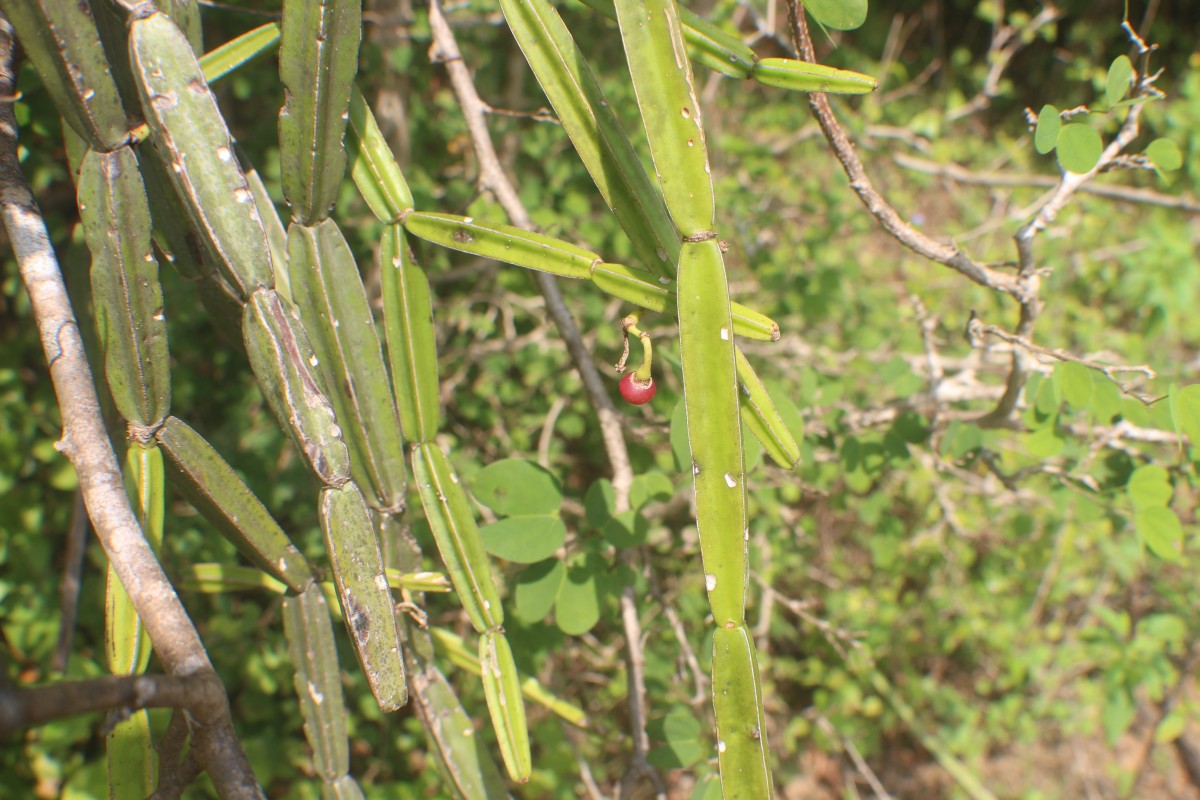 Cissus quadrangularis L.